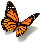 butterfly-3