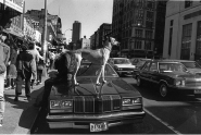 Len Speier Dog on Car, Canal Street, 1979