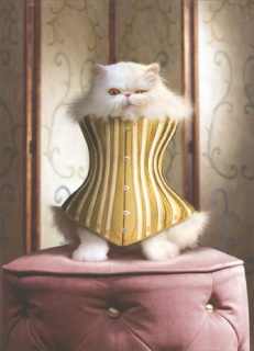 cat-in-corset