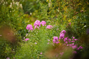 blooming-summer-flowers-shakespeare-garden