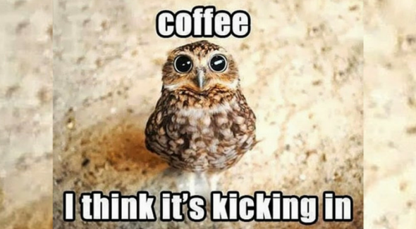 Owl Coffee