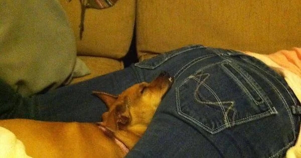 dog asleep on butt